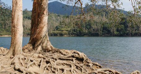 Old tree root and lake