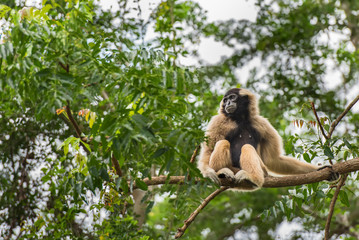 Gibbons sitting on the branches in the zoo
