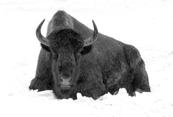 Bison sits in the snow and stares at the camera