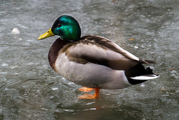 Male Mallard duck in icy water