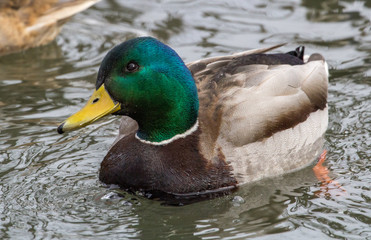 Male Mallard duck in icy water