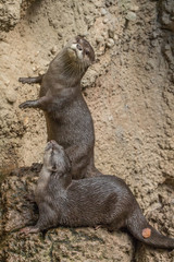 Curious otter stands on its hind legs next to another otter that is lying down