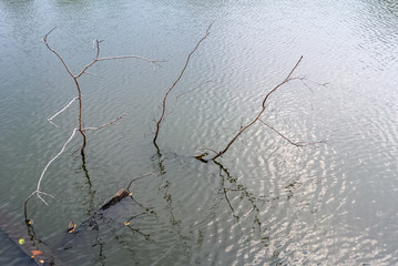 old tree in water