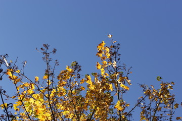 Look up for fall foliage