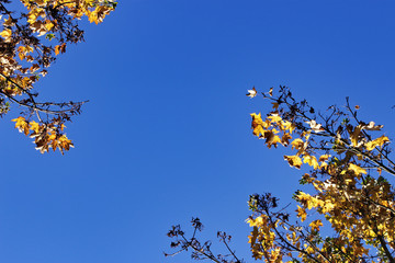 Look up for fall foliage