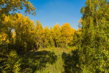 Fototapeta premium Colorful autumn forest on september sunny day