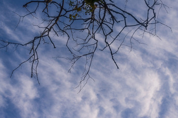 Sky and clound with branches silhouettes reaching space..