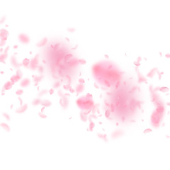 Sakura petals falling down. Romantic pink flowers 