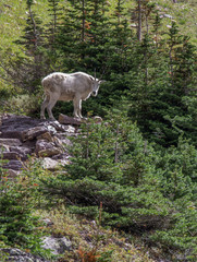 Mountain goat up on a cliff surrounded by pine trees, looking towards camera
