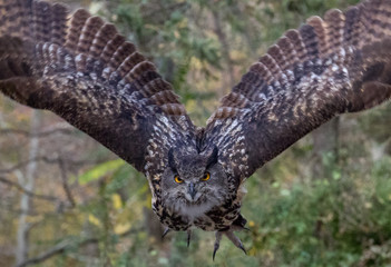 Eagle owl flies directly towards the camera, wings spread