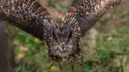 Eagle owl flies directly towards the camera, wings spread