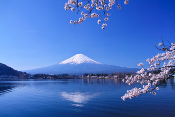 河口湖北岸の産屋ヶ崎から見る満開の桜と富士山     © 7maru