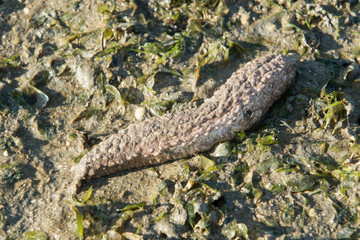 Sea cucumber at seagrass bed during low tide