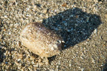 Ball sea cucumber at seagrass bed suring low tide