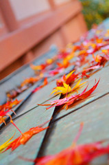 趣きあるもみじ