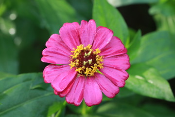 Top view of  pink zinnia flower in the garden