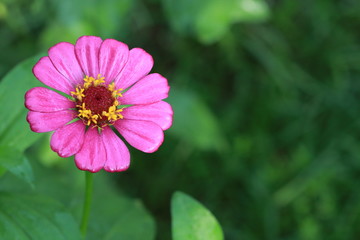 Obraz premium Top view of pink zinnia flower in the garden