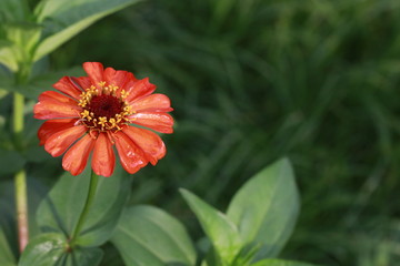 Top view of zinnia flower in the garden