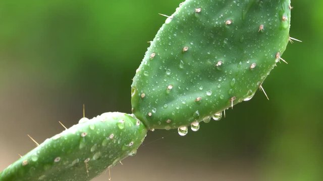 Prickly Pear Cactus Paddle In The Rain 2