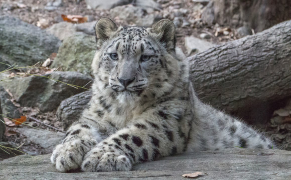 Cute snow leopard cub stretches out paws while relaxing on a rock