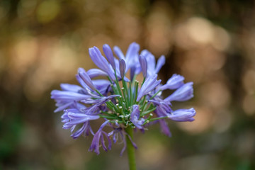 Flower in the garden.