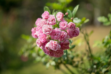 Pink roses flowers in the garden.