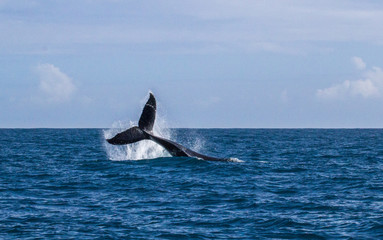 Fototapeta premium Humpback whale playfully slaps tail on the blue ocean