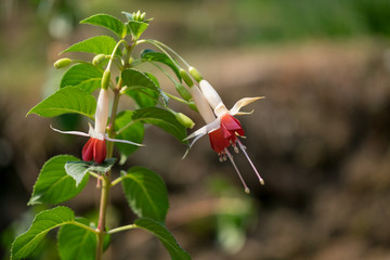 Lady' eardrops fuchsia flower. in the garden.