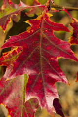 ein rotes Blatt der Stieleiche im Herbst
