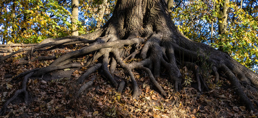 Wurzelwerk eines Baumes im Wald