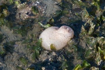 Fototapeta na wymiar Sea cucumber at seagrass bed during low tide