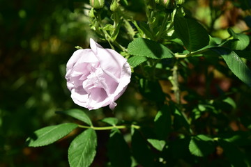 ルゴサ系バラ　シュネーコッペ