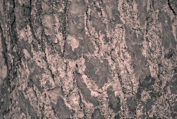 Background, texture pine bark, monochrome