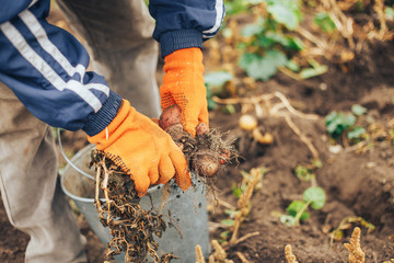 Close up of potatoes in dirty male hands
