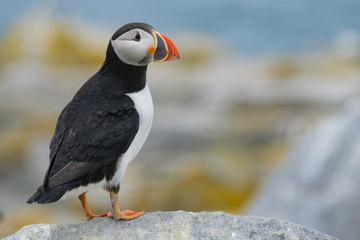 Atlantic Puffin, Machias Seal Island