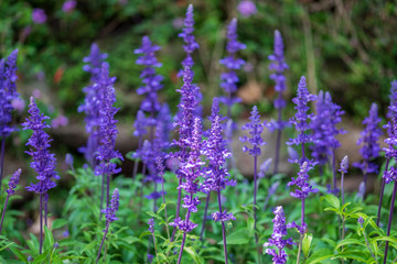 Field of purple flowers.