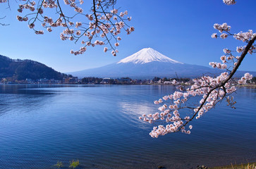 河口湖北岸の産屋ヶ崎から見る満開の桜と富士山

