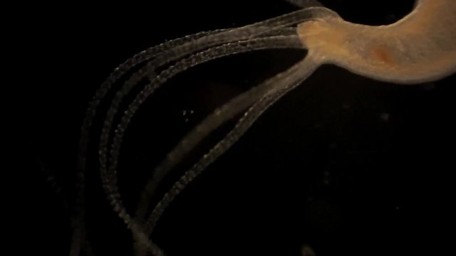 Microscopic footage of Hydra