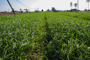 Agriculture Plantation Fields