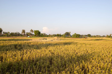 Rice straw after harvested