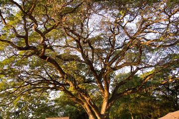 tree