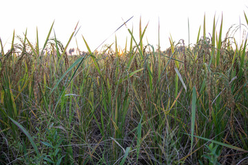 rice fields