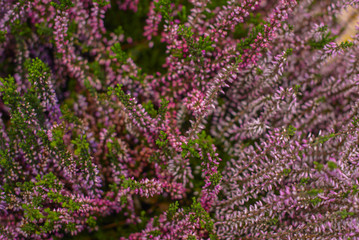Heather flowers in the pot
