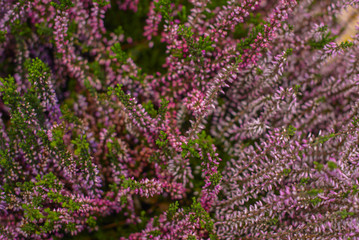 Fototapeta premium Heather flowers in the pot