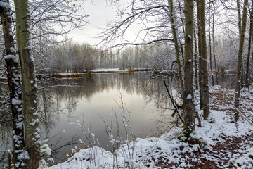 The first snow covered branches of birches on the lake