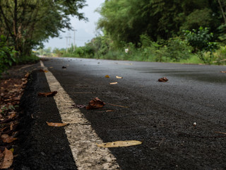 dry leaves on street road in rain season , green forest nature background.