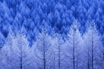 Crédence de cuisine en verre imprimé Bleu foncé Forêt d& 39 hiver fantastique plateau Kirigamine, préfecture de Nagano