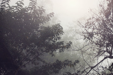 Fog in the Forest. morning.