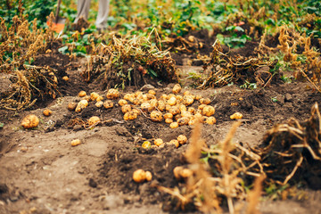 Fresh Potatoes Dig From Ground in The farm. Potato Harvesting.