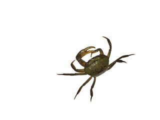 Crab (Field crab in thailand) Isolated on white background